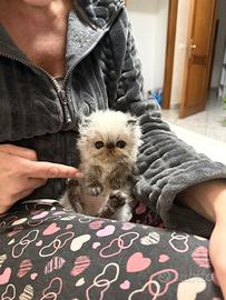 Gattino persiano seal point