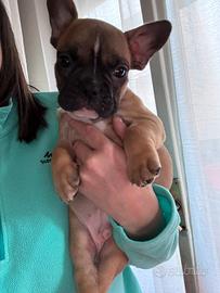 Disponibile cucciolo di bulldog francese