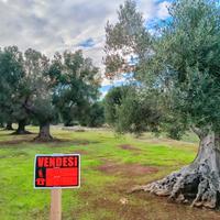 Uliveto a due passi dal paese