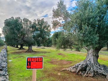 Uliveto a due passi dal paese