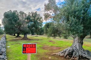 Uliveto a due passi dal paese