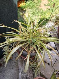 Pianta Ragno (Chlorophytum) con numerose piantine