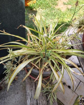 Pianta Ragno (Chlorophytum) con numerose piantine