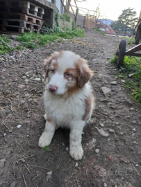 Cucciolo pastore australiano
