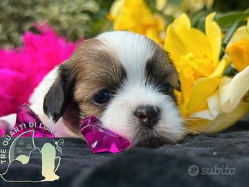 Tre Quarti di Luna Barboncino Maltipoo Lhasa Apso