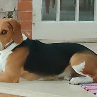 Beagle Elisabeth Disponibile per accoppiamento