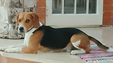 Beagle Elisabeth Disponibile per accoppiamento