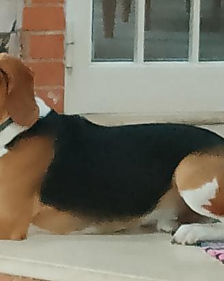 Beagle Elisabeth Disponibile per accoppiamento