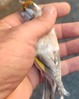 Cardellina agata pastello