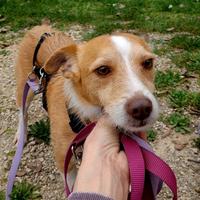 CLIP cagnolino 7 kg in adozione
