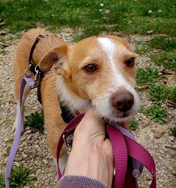 CLIP cagnolino 7 kg in adozione