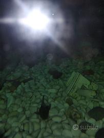 pesci con acquario completo di tutto 