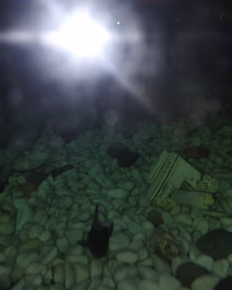 pesci con acquario completo di tutto 