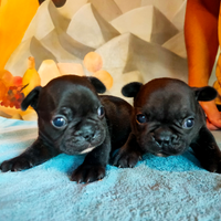 Cuccioli Bouledogue Francese con pedigree