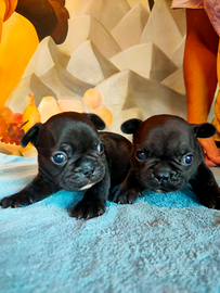 Cuccioli Bouledogue Francese con pedigree