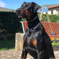 Dobermann femmina per monta