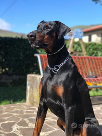 Dobermann femmina per monta