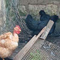 Galli particolari taglia grande