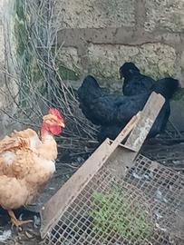 Galli particolari taglia grande