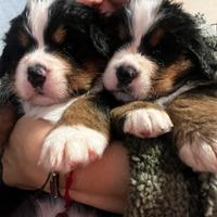 Cuccioli Bovaro del Bernese con Pedigree