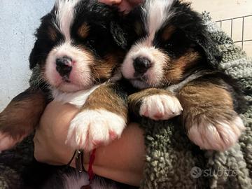 Cuccioli Bovaro del Bernese con Pedigree