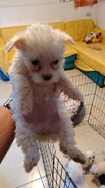 cuccioli maltese 