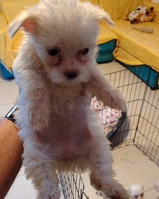 cuccioli maltese 