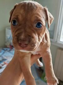 American Pitbull terrier