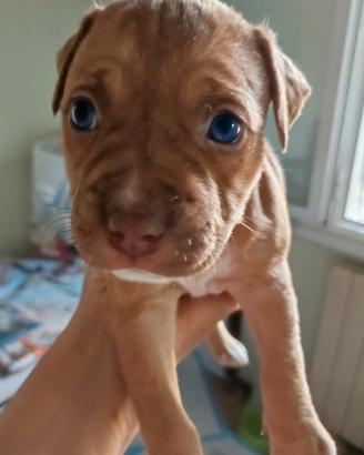 American Pitbull terrier