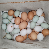 Uova di Galine araucana