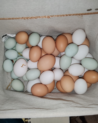 Uova di Galine araucana
