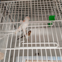 Canarina mosaico rossa , ibrida di cardellino