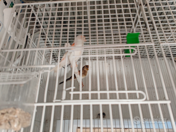 Canarina mosaico rossa , ibrida di cardellino