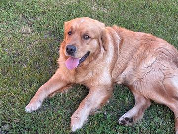 Golden retriever