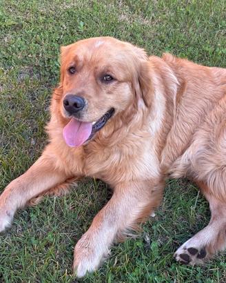 Golden retriever