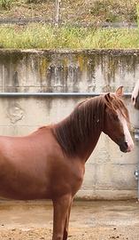 Cavallo