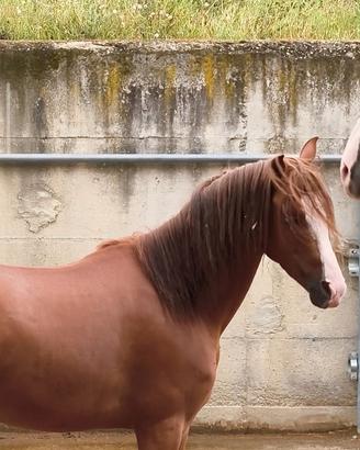 Cavallo