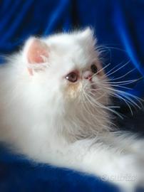 Persiani ed exotic shorthair cuccioli