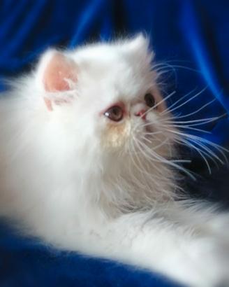 Persiani ed exotic shorthair cuccioli