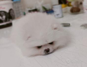 Spitz di Pomerania nano