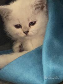 Gatto Scottish Straight