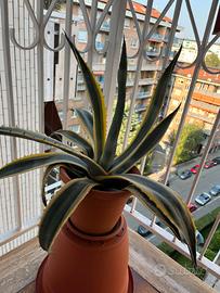 Pianta Agave, dimensione MEDIA