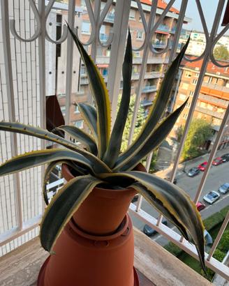 Pianta Agave, dimensione MEDIA
