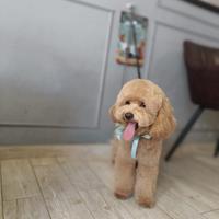 Barboncino nano monta