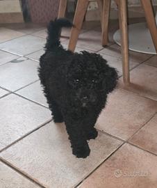 Barboncino toy maschio