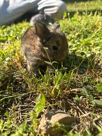 Cuccioli conigli ariete