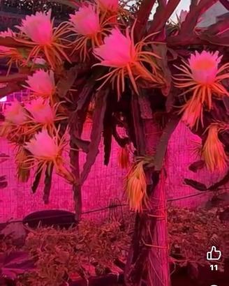 Pitaya, 🐉 Dragon Fruit 🐉