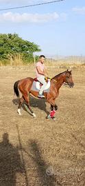 Cavallo