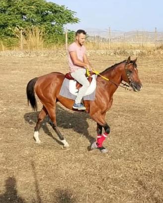 Cavallo
