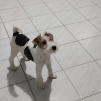 Cuccioli di Fox Terrier con pedigree